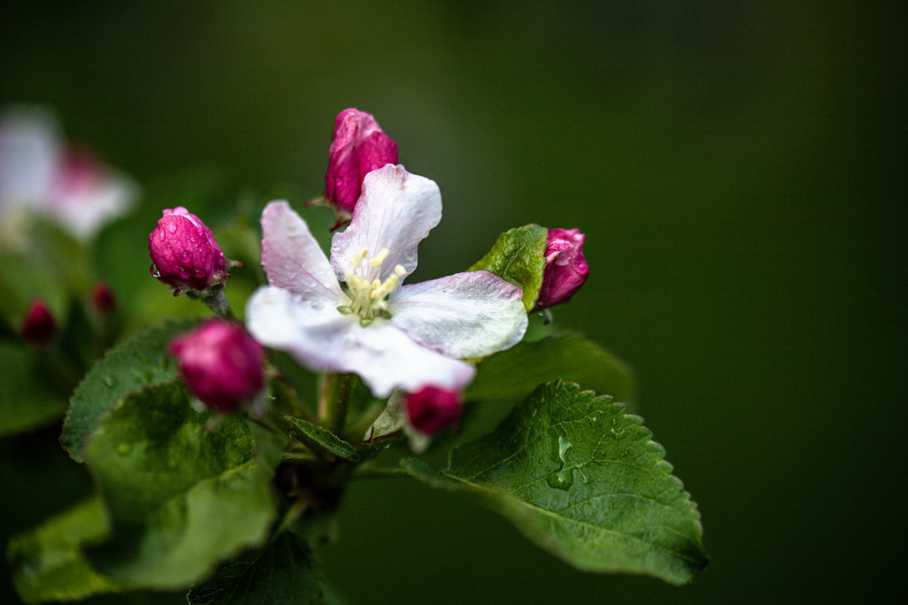 IMG_2385 | ehrlichefotos - Realisiert mit Pictrs.com