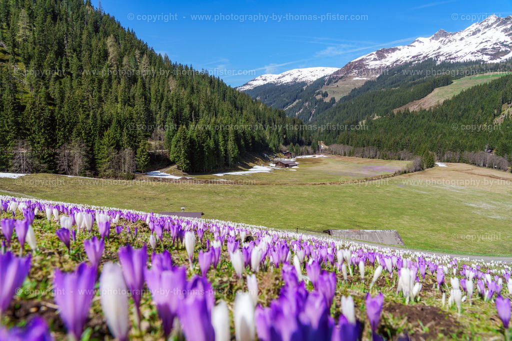 Märzengrund Stumm Krokusse Krokusblüte copyright  Thomas Pfister-6 | PHOTOGRAPHY BY THOMAS PFISTER
