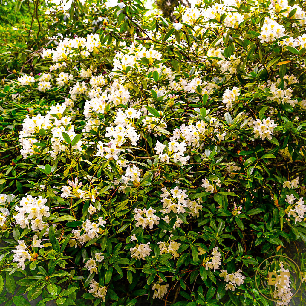 3_DSC8088-2 | Geschenke, Wandbilder und Accessoires mit Motiven aus Dresden und anderen schönen Orten zur Verschönerung Deines zu Hauses und zum verschenken gewünscht? Wähle Deine Lieblingsbild auf dem Produkt Deiner Wahl. 