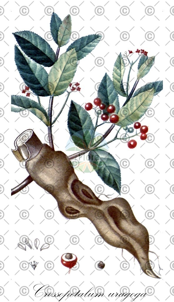 HistAbb_wfo-0000927185_1_ENZY_Simple | Historische Abbildung von Crossopetalum uragoga - Celastraceae | Historical Illustration of Crossopetalum uragoga - Celastraceae