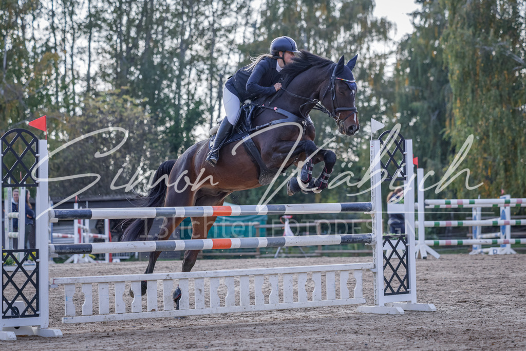 20251012-_3LI5660 | Tierfotografie Pferde, Hunde, Katzen, Haustiere.
Turnierfotografie Reitturniere, Reiten, Springreiten, Dressur in Hanau, dem Main-Kinzig-Kreis und dem Rhein-Main- Gebiet um Frankfurt