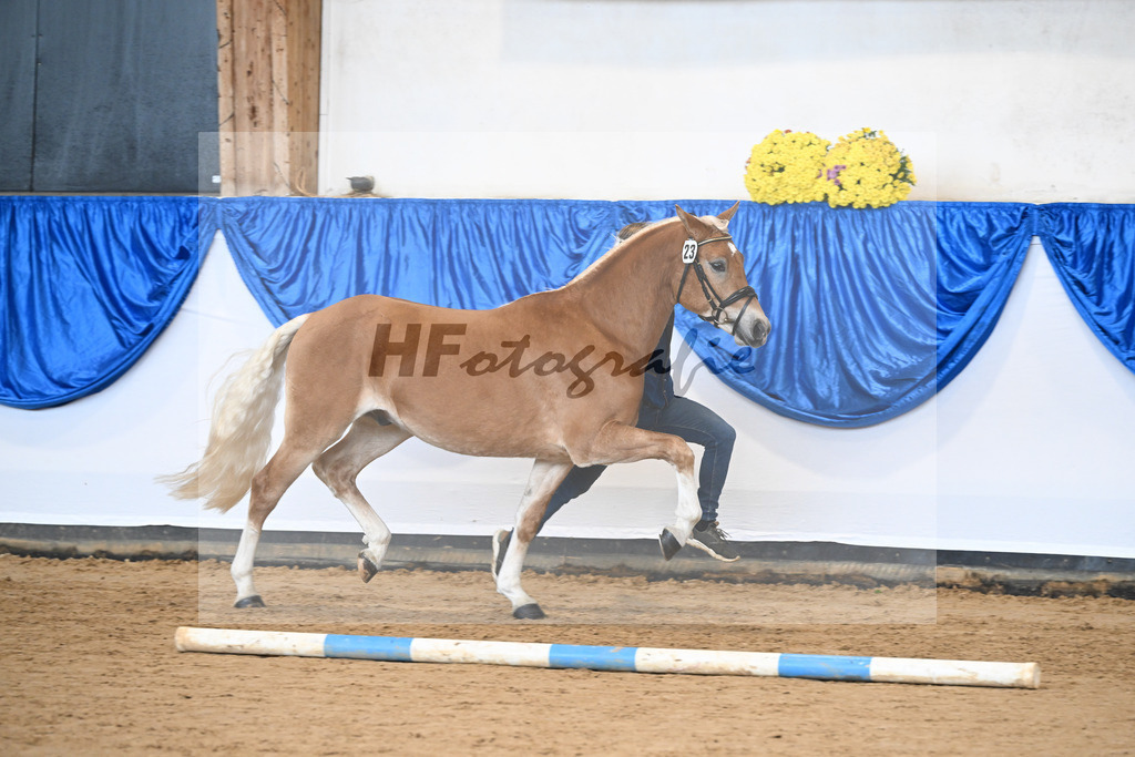 Kat-Nr. 23 Maverick v. Manu_Lechner_48251027 | hf-fotografie - Realisiert mit Pictrs.com