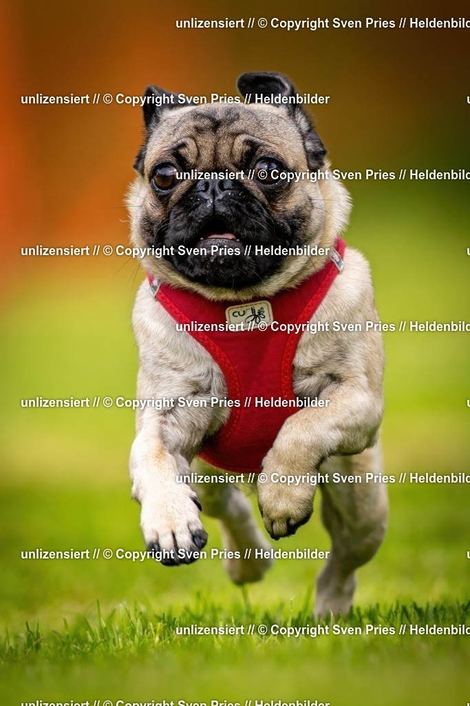 Sven Pries | 2024-09-22 - Hunderennen Baden-BadenPudelverein - Realisiert mit Pictrs.com