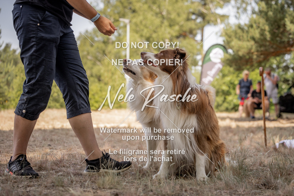 nelerasche_soDD2_174 | nelerasche