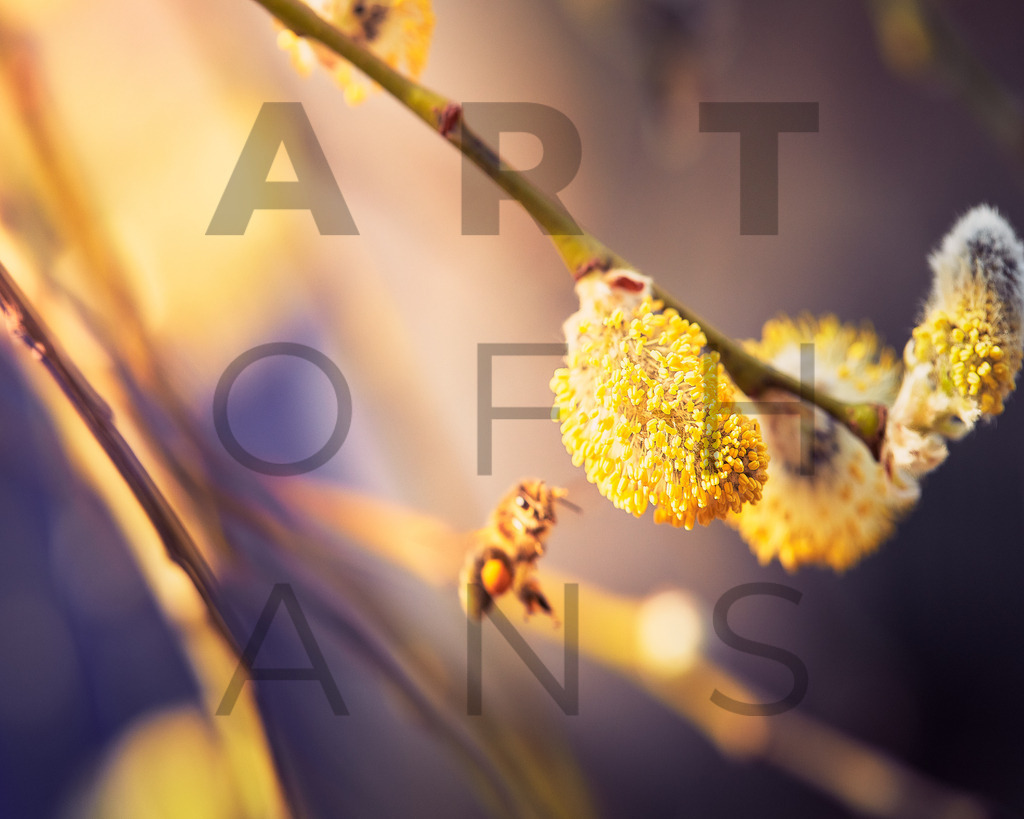 Ein Hans Fineart Original | Entdecke die Kunst von Hans Fineart - Fotografien für dein Zuhause. Verwandle deine Wände mit einzigartigen Kunstwerken und bringe die Schönheit der Welt in dein Leben. Bestelle jetzt und schaffe einen Ort der Inspiration und Eleganz.