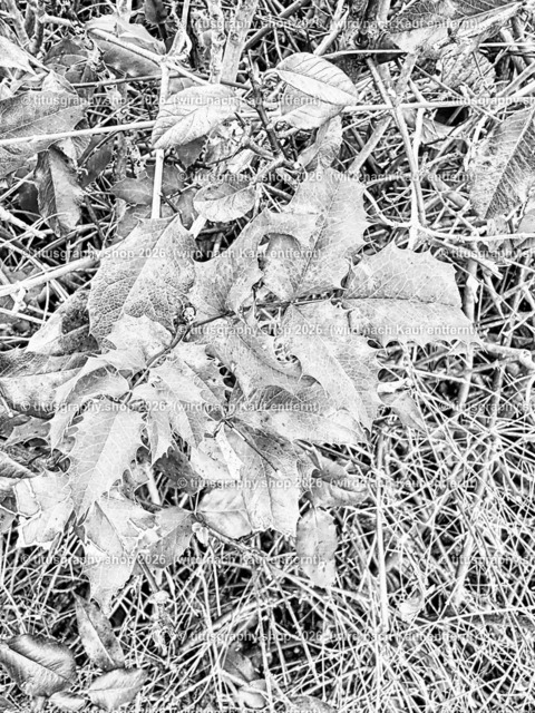 titusgraphy_IMG_2936_pe-06 | titusgraphy-shop: Geschenkideen mit Qualitätsfotos. titusgraphy-shop: gift ideas with quality photos. titusgraphy-shop: idées cadeaux avec photos de qualité.  - Realisiert mit Pictrs.com