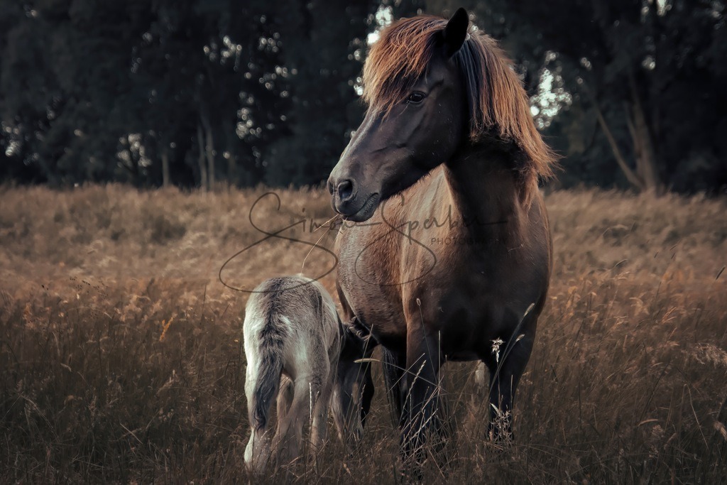 Islandpferde | Simone Sperber, svb-photography,Fotografin,Bilddesignerin,Naturfotografie,Macrofotografie,Tierfotografie,Wildtierfotografie,Ausstellungen,Auftragsfotografie,Kunst,Art,Photographer,Shootings,Bildberatbeitung,Galerie,Shop