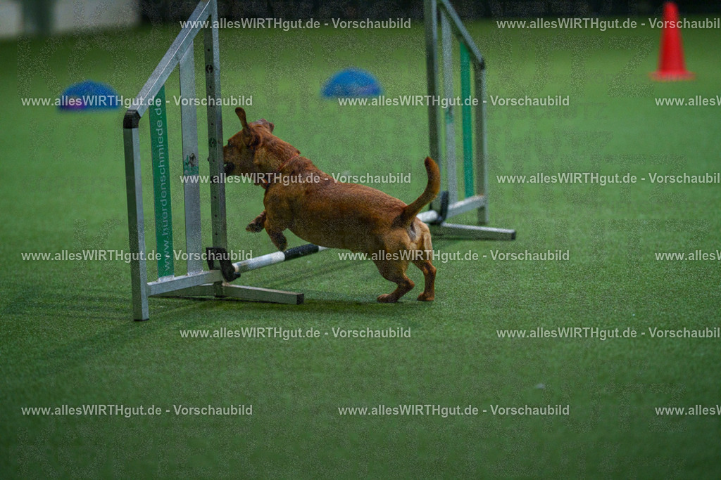 7R501915 | Professionelle Tierfotografie in Mönchengladbach von Daniel Wirth (allesWIRTHgut). Liebevolle & natürliche Bilder von Hunden & Katzen für unvergessliche Erinnerungen.