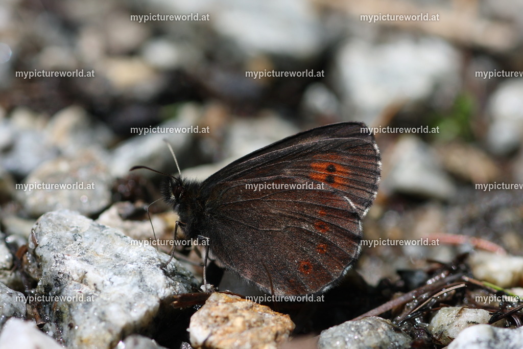 Erebia euryale f. ocellaris-001 | Das Bilderarchiv über Tiere, Planzen und Landschaften. In der Bilddatenbank finden Sie ein große Auswahl an hochwertigen Bilder für Ihre Werbung - Realized with Pictrs.com