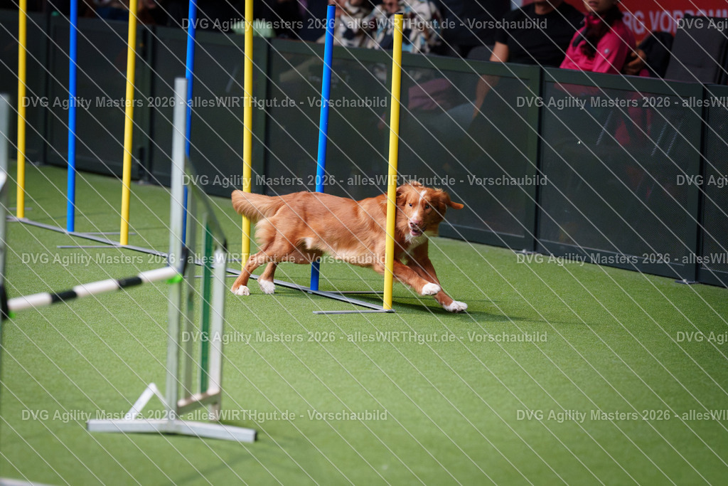 allesWIRTHgut_Tierfotografie-DVG_Agility_Masters_2026-10_32-7R504050 | Professionelle Tierfotografie in Mönchengladbach von Daniel Wirth (allesWIRTHgut). Liebevolle & natürliche Bilder von Hunden & Katzen für unvergessliche Erinnerungen.