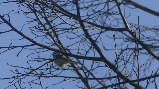 Kohlmeise - Kopie | Verkauf von Fotos und  Videoclips zumThema Natur.Motive sind Pflanzen, Tiere, Landschaftenund Wetter - Realisiert mit Pictrs.com