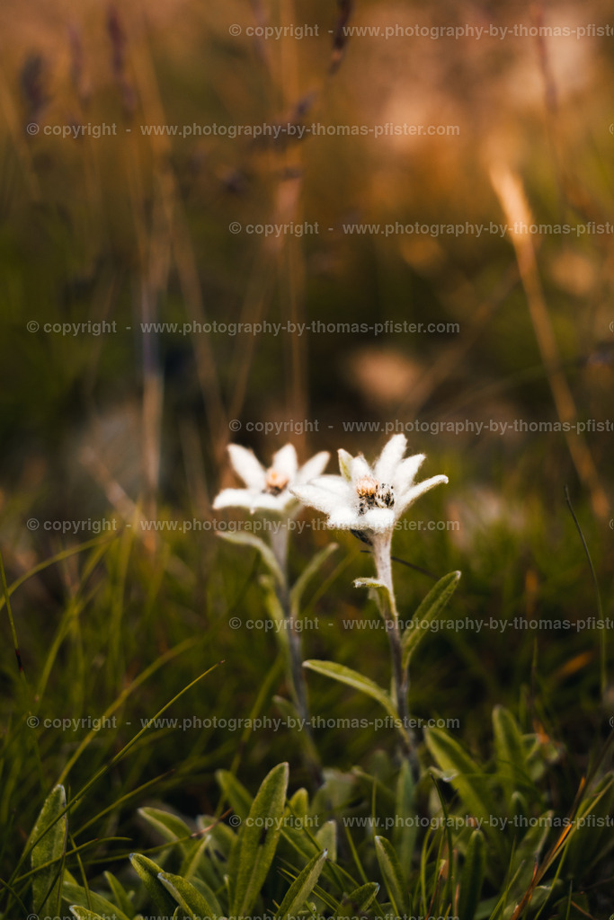 Edelweiss copyright  Thomas Pfister-1 | PHOTOGRAPHY BY THOMAS PFISTER