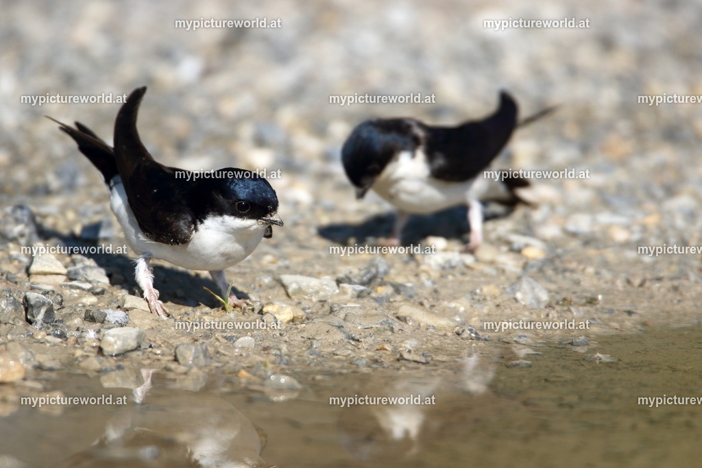 Mehlschwalbe-052 | Das Bilderarchiv über Tiere, Planzen und Landschaften. In der Bilddatenbank finden Sie ein große Auswahl an hochwertigen Bilder für Ihre Werbung - Realisiert mit Pictrs.com