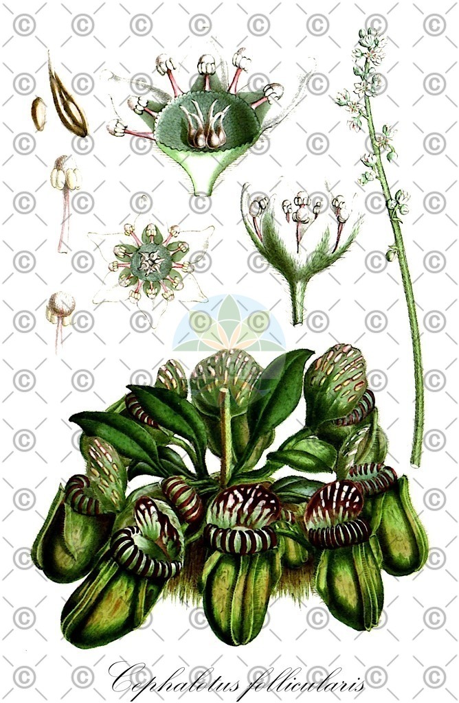 HistAbb_wfo-0001196175_1_ENZY_Simple | Historische Abbildung von Cephalotus follicularis - Cephalotaceae | Historical Illustration of Cephalotus follicularis - Cephalotaceae