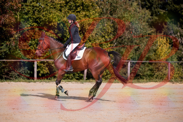 2026_10_03_Siefer-Hof_143525_Z81_03942471 | Professionelle Reitsport-, Turnier- und Eventfotografie von Robert Broda. Galerien mit ausgewählten und bearbeiteten Bildern direkt online ansehen und bestellen.