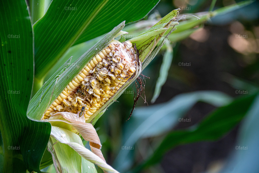 Maisfeld_20190820-162330-k | Fatzi Bilder-Archiv! 
Die Bilder sind für private Nutzung lizenzfrei. Die kommerzielle Nutzung ist möglich und erwünscht, jedoch bitte ich um vorherige Kontaktaufnahme per E-Mail (info@fatzi.at) oder unter +43 650 7828269 - Realisiert mit Pictrs.com