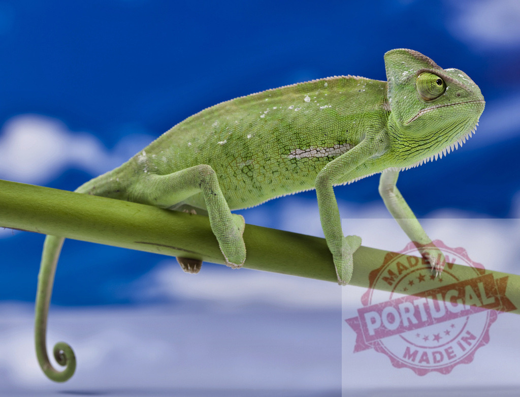 Green chameleon perching on branch with blue sky | Green chameleon perching on a branch, looking forward with blue sky background - Realisiert mit Pictrs.com