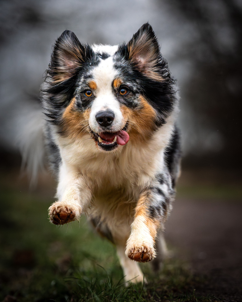 allesWIRTHgut Tierfotografie -7IV00986-Verbessert-RR | Professionelle Tierfotografie in Mönchengladbach von Daniel Wirth (allesWIRTHgut). Liebevolle & natürliche Bilder von Hunden & Katzen für unvergessliche Erinnerungen.