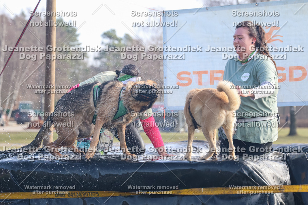 Dog Paparazzi - Strongdog North Mrz26-533 | Dog Paparazzi Jeanette Grottendiek Fotografie & Videografie - Realisiert mit Pictrs.com