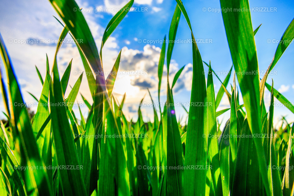 _J3A7655 | medienkrizzler - Realisiert mit Pictrs.com