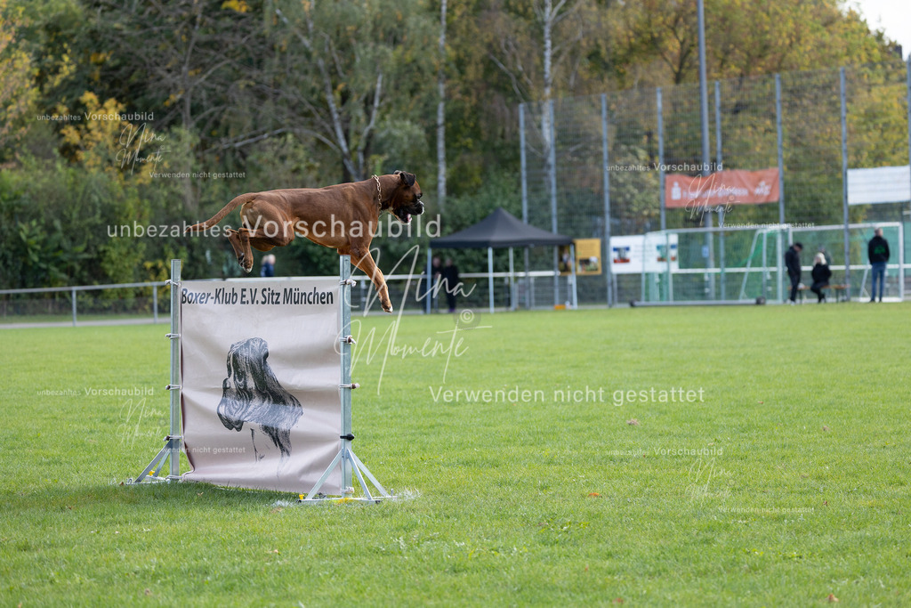 _16A6763 | Einzigartige Fotos von Hunden & Menschen –Actionfotos, Portraits, Vereinsaufnahmen & Paarshootings – authentisch, lebendig & mit Herz.