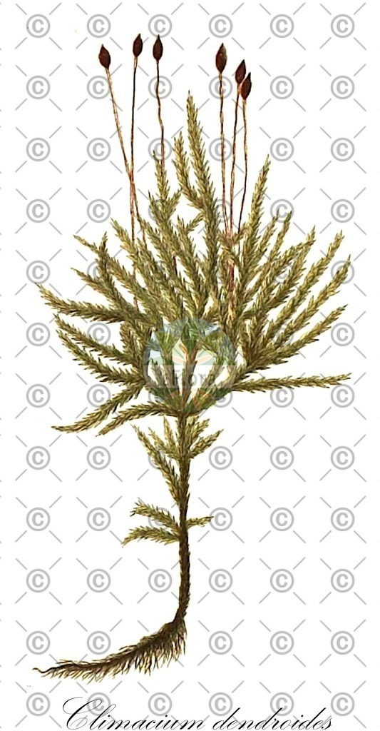 HistAbb_wfo-0000611895_1_ENZY_Simple | Historische Abbildung von Climacium dendroides - Climaciaceae | Historical Illustration of Climacium dendroides - Climaciaceae