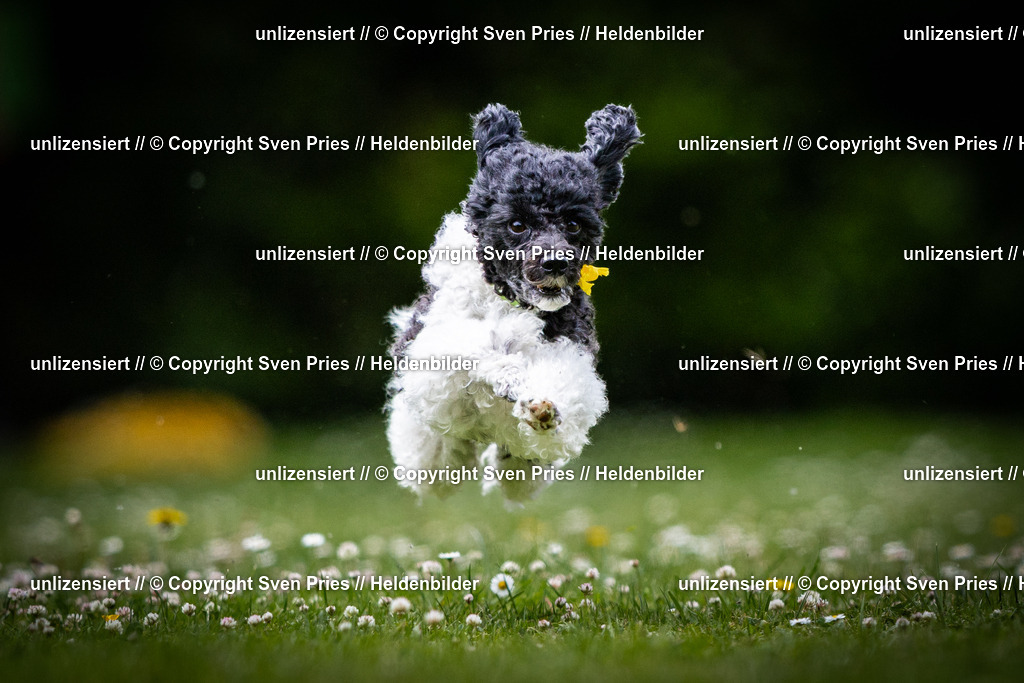 Sven Pries | 2025-05-29 - Pudelrennen KA-Durlach - Realisiert mit Pictrs.com