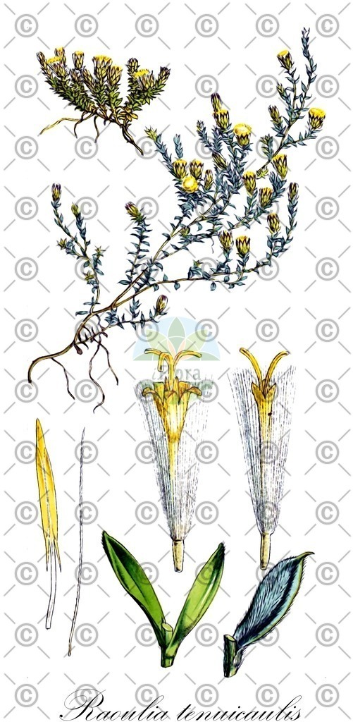 HistAbb_4778_1_FLORAD_SIMPLE | Historische Abbildung von Raoulia tenuicaulis - Asteraceae | Historical Illustration of Raoulia tenuicaulis - Asteraceae