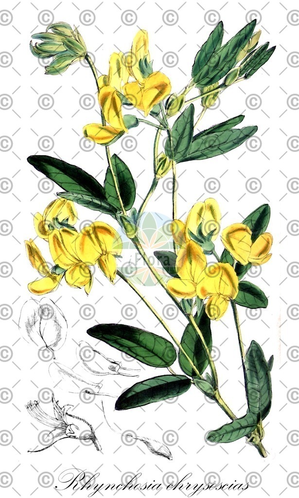 HistAbb_wfo-0001078030_2_ENZY_Simple | Historische Abbildung von Rhynchosia chrysoscias - Fabaceae | Historical Illustration of Rhynchosia chrysoscias - Fabaceae