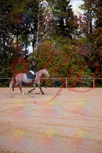 2026_10_03_Siefer-Hof_145034_Z81_28664943 | Professionelle Reitsport-, Turnier- und Eventfotografie von Robert Broda. Galerien mit ausgewählten und bearbeiteten Bildern direkt online ansehen und bestellen.