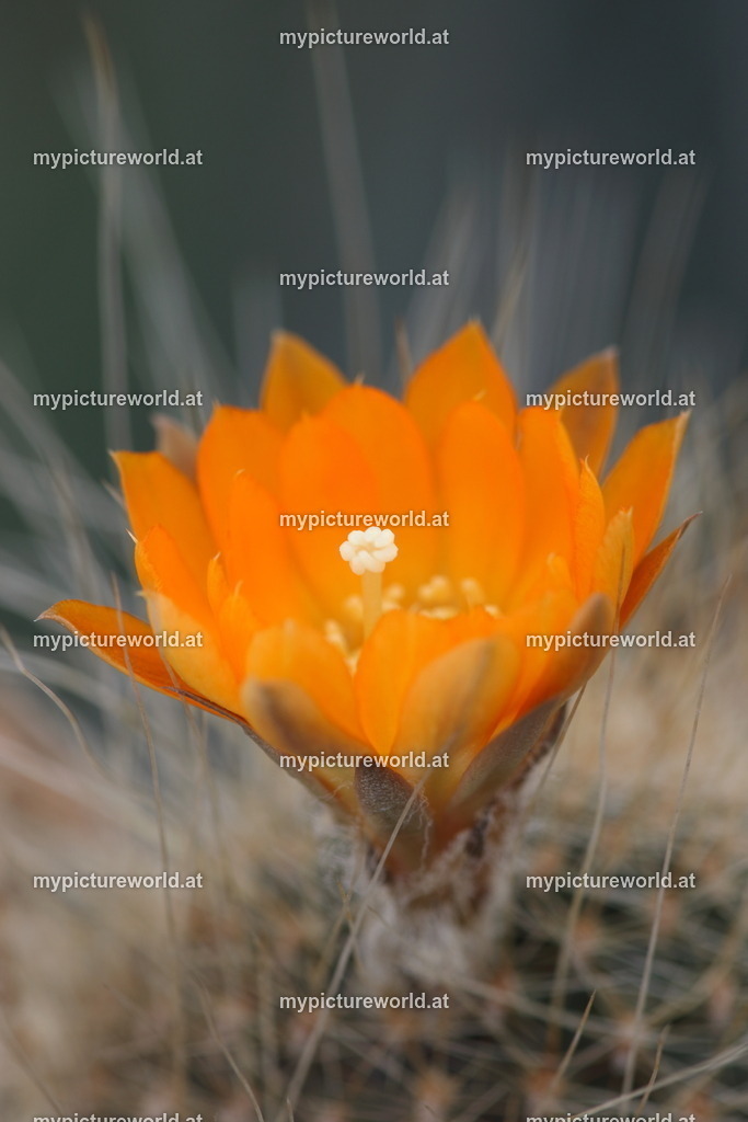 Rebutia fiebrigii-001 | Das Bilderarchiv über Tiere, Planzen und Landschaften. In der Bilddatenbank finden Sie ein große Auswahl an hochwertigen Bilder für Ihre Werbung - Realized with Pictrs.com