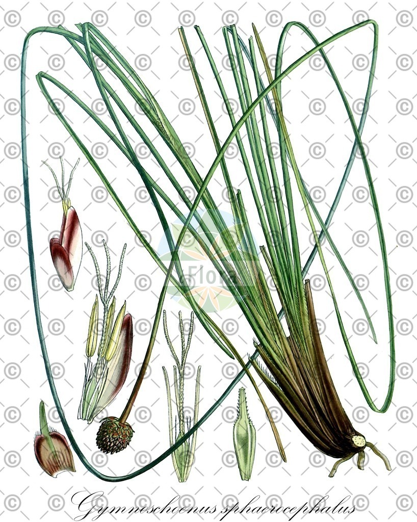 HistAbb_62TZ5_1_ENZY_Simple | Historische Abbildung von Gymnoschoenus sphaerocephalus - Cyperaceae | Historical Illustration of Gymnoschoenus sphaerocephalus - Cyperaceae