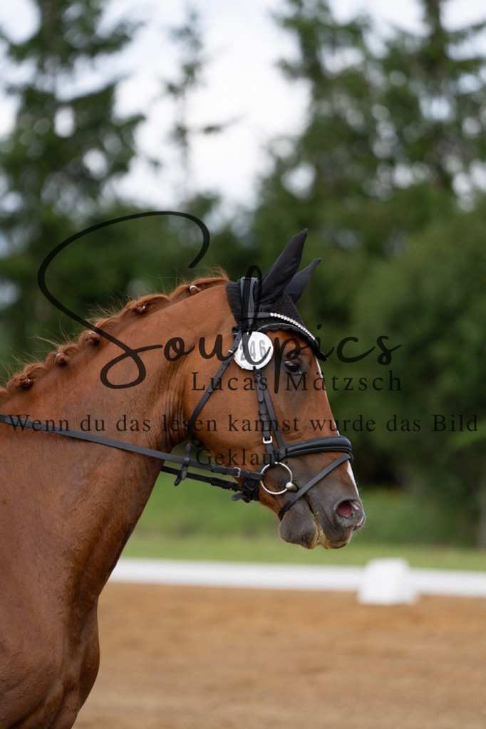 A7V03803 | Pferdefotograf