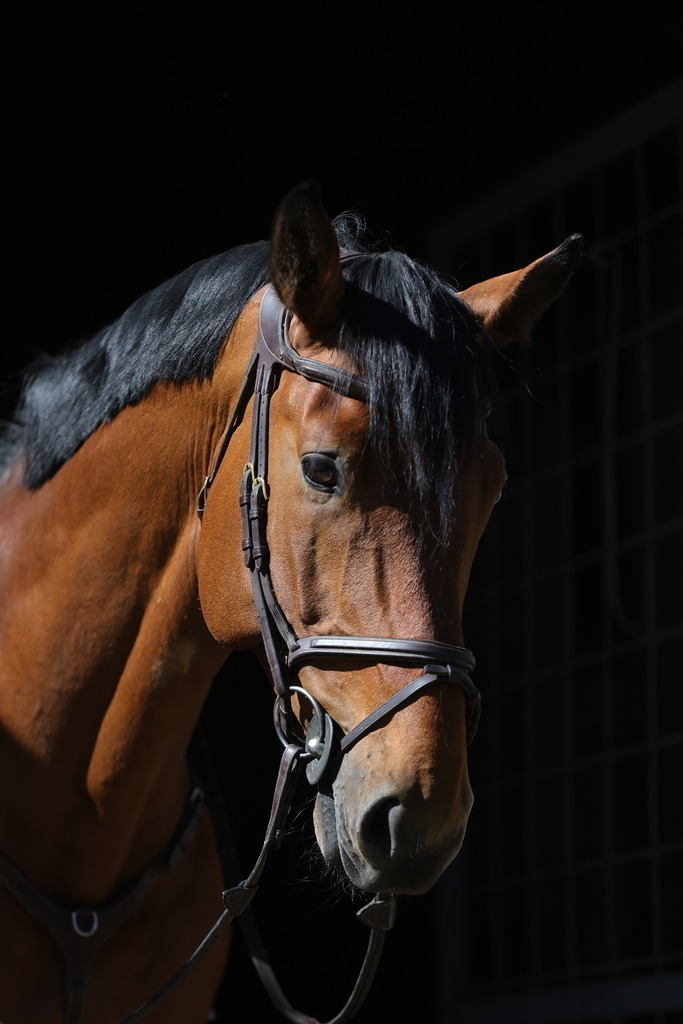 0P6A8068 | Willkommen bei Brunnmayr - Design & Fotografie – Ihrem Spezialisten für Reitturniere und Pferdeveranstaltungen in Oberösterreich, Salzburg und Bayern! Seit über 17 Jahren sind wir leidenschaftlich dabei.