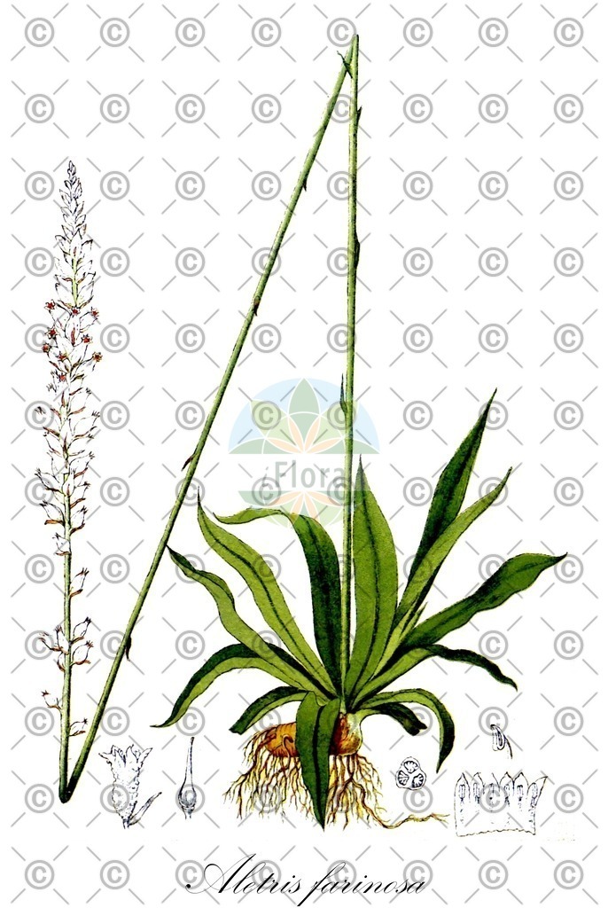 HistAbb_wfo-0000755311_1_ENZY_Simple | Historische Abbildung von Aletris farinosa - Nartheciaceae | Historical Illustration of Aletris farinosa - Nartheciaceae (unicorn root)