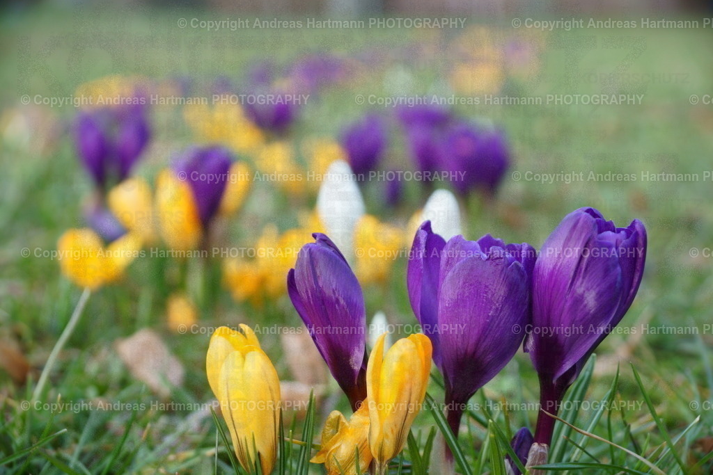 Krokuswiese | Krokuswiese - Realisiert mit Pictrs.com