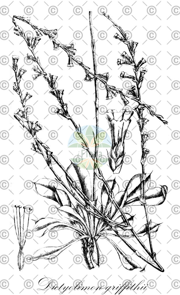 HistAbb_7NWN6_1_ENZY_Simple | Historische Abbildung von Dictyolimon griffithii - Plumbaginaceae | Historical Illustration of Dictyolimon griffithii - Plumbaginaceae