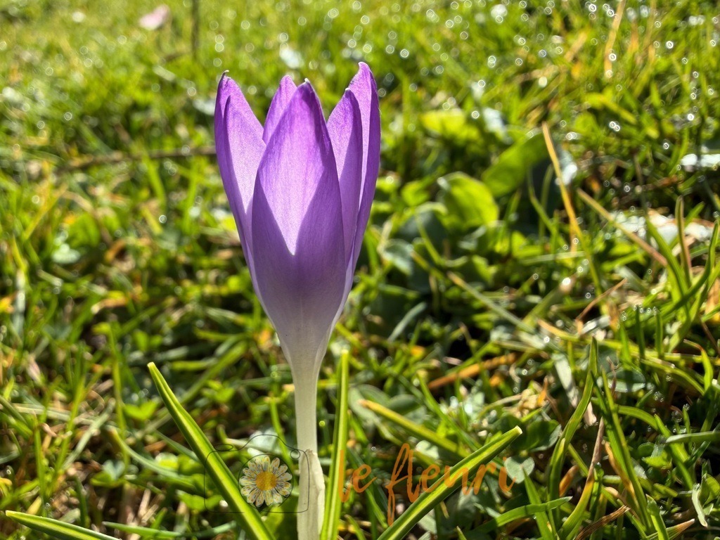 IMG_2259 | Dies ist der Shop von Florian Blum - le fleuri. Langenthal, Bern, Schweiz. Sie können hier meine oder ihre eigenen Fotos als Fotoprodukte kaufen. Tassen, Schlüsselanhänger, Taschen etc. können Sie hier gestalten.  - Realisiert mit Pictrs.com