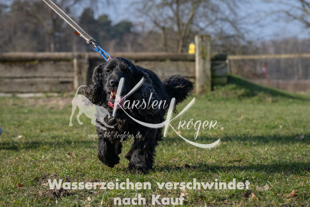 _ZZ94506 | kk-dogfotos