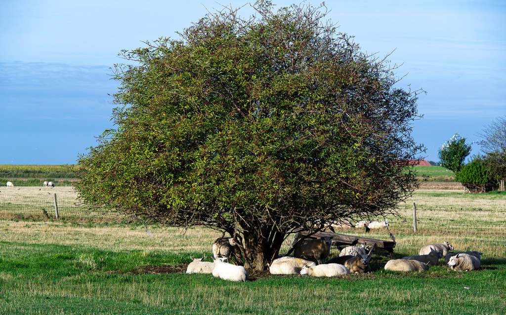 Schafe suchen Schatten unter dichtem Baum auf einer Weide auf Texel | Eine Schafherde ruht im kühlen Schatten eines dicht belaubten Baumes auf einer sonnigen Weide auf der Nordseeinsel Texel. Die friedliche Szenerie verdeutlicht die typisch ländliche Kulturlandschaft der westfriesischen Insel und das Tierwohl in der traditionellen Weidewirtschaft. Das idyllische Naturmotiv eignet sich hervorragend für redaktionelle Beiträge zu Themen wie Landwirtschaft, Schafzucht, Inselurlaub, Sommerhitze, Tierhaltung und Tourismus in den Niederlanden. - Realisiert mit Pictrs.com