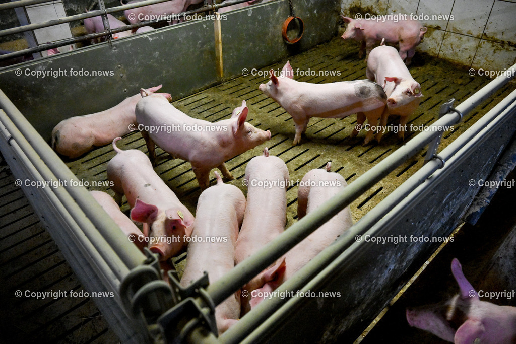 Landwirtschaft_ Schweinebauer_ 07.02.2024-21 | 07.02.2024, Obernberg am Inn, AUT, Landwirtschaft, Schweinebauer, im Bild Schweine, Schweinestall, Aufzucht, Stall, Boden, Spaltboden, Hausschwein, Mastschwein, Schweinemastbetrieb, Mast, maesten, Stallhaltung, Tiere, Saeugetiere, Nutztiere, Schweineproduktion, Fleisch, Produktion