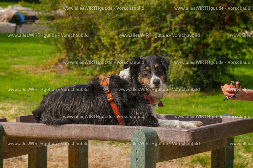 Hundeschwimmen_Grefrath_2026-allesWIRTHgut_Tierfotografie-11_57-FAY08465 | Professionelle Tierfotografie in Mönchengladbach von Daniel Wirth (allesWIRTHgut). Liebevolle & natürliche Bilder von Hunden & Katzen für unvergessliche Erinnerungen.