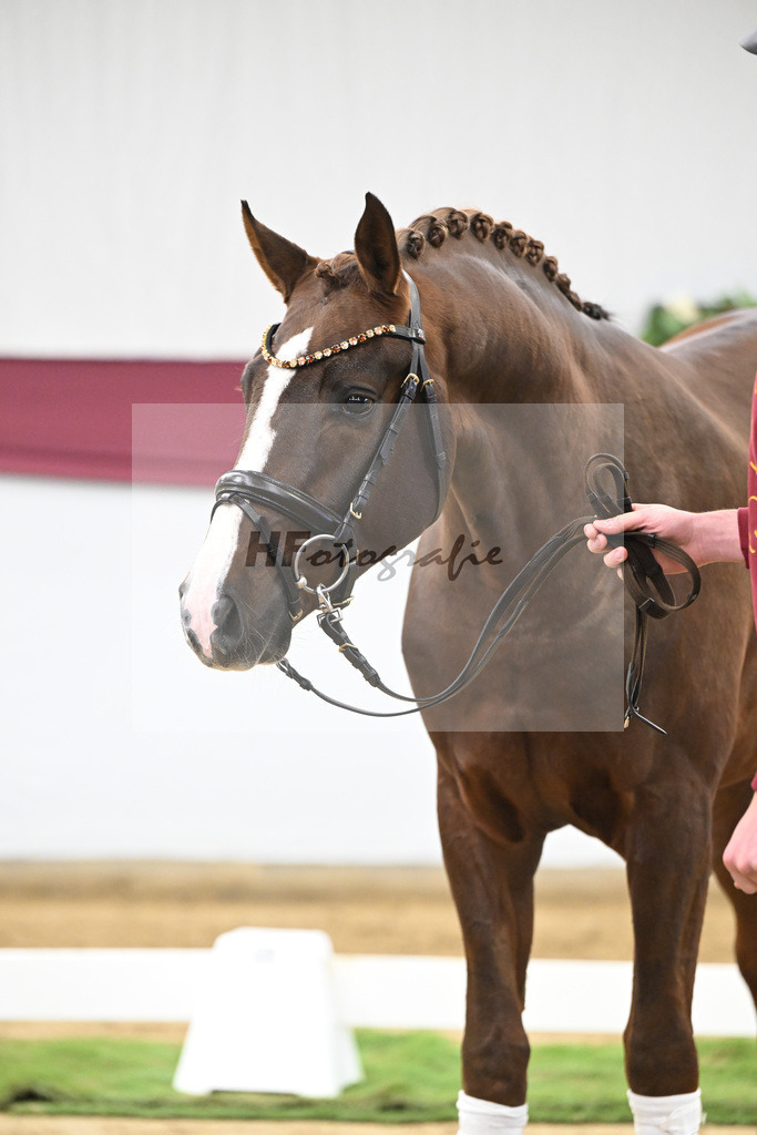 Kat-Nr. 64 Sky x Damsey_Heiko Klausing_47252314 | hf-fotografie - Realisiert mit Pictrs.com