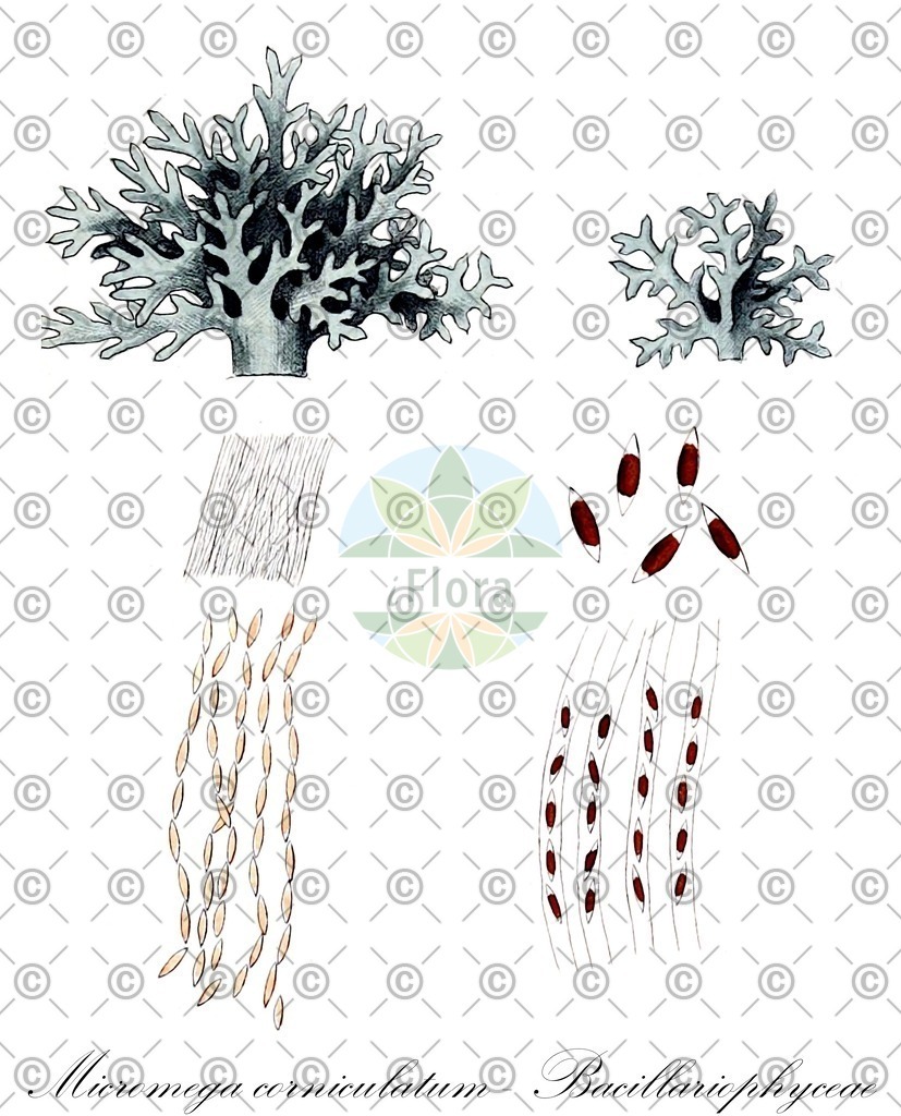 HistAbb_EMP_3492_2_FloraD_Simple | Historische Abbildung von Micromega corniculatum - Bacillariophyceae - | Historical Illustration of Micromega corniculatum - Bacillariophyceae - 
