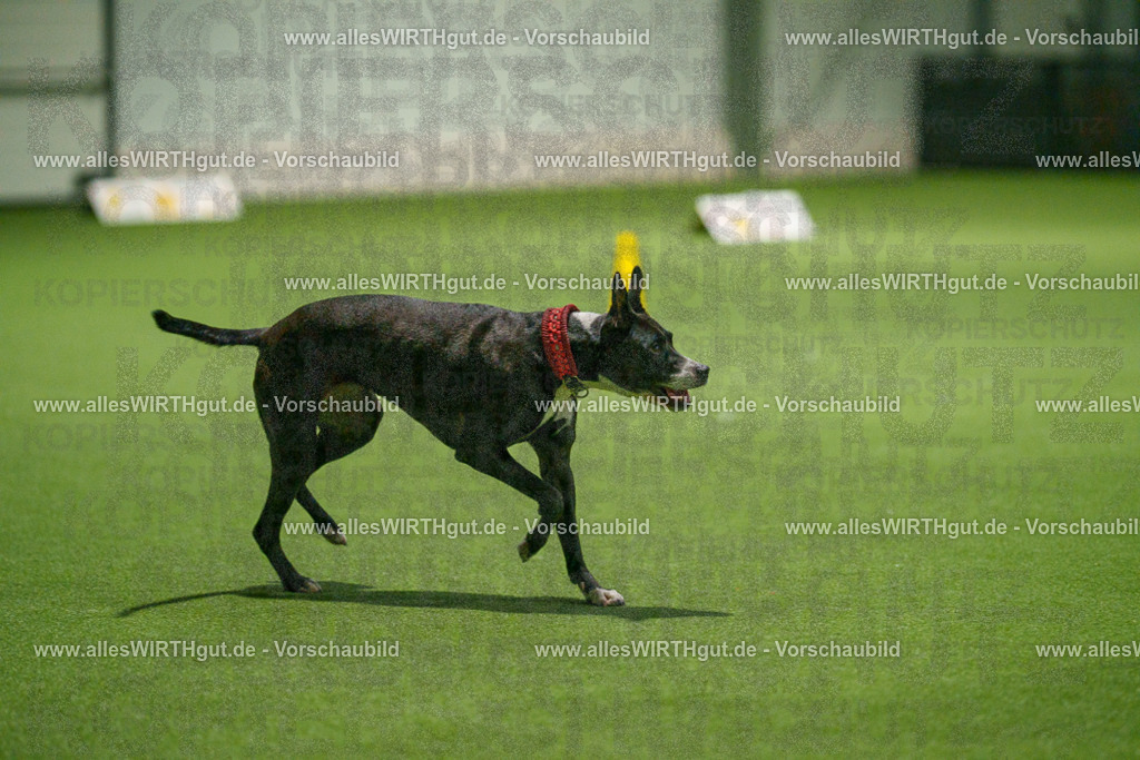 7R507428 | Professionelle Tierfotografie in Mönchengladbach von Daniel Wirth (allesWIRTHgut). Liebevolle & natürliche Bilder von Hunden & Katzen für unvergessliche Erinnerungen.