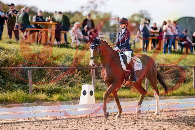 2026_10_03_Siefer-Hof_123411_Z81_31855326 | Professionelle Reitsport-, Turnier- und Eventfotografie von Robert Broda. Galerien mit ausgewählten und bearbeiteten Bildern direkt online ansehen und bestellen.