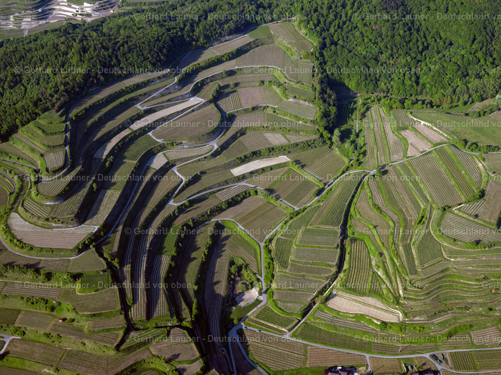 3096057 | Weinbergsterassen bei Bickensohl, Kaiserstuhl