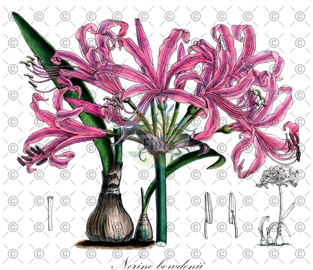 HistAbb_wfo-0001216399_1_ENZY_Simple | Historische Abbildung von Nerine bowdenii - Amaryllidaceae | Historical Illustration of Nerine bowdenii - Amaryllidaceae
