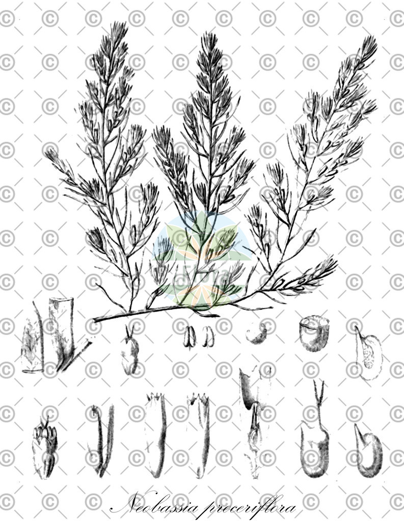 HistAbb_wfo-0000249965_2_ENZY_Simple | Historische Abbildung von Neobassia proceriflora - Amaranthaceae | Historical Illustration of Neobassia proceriflora - Amaranthaceae