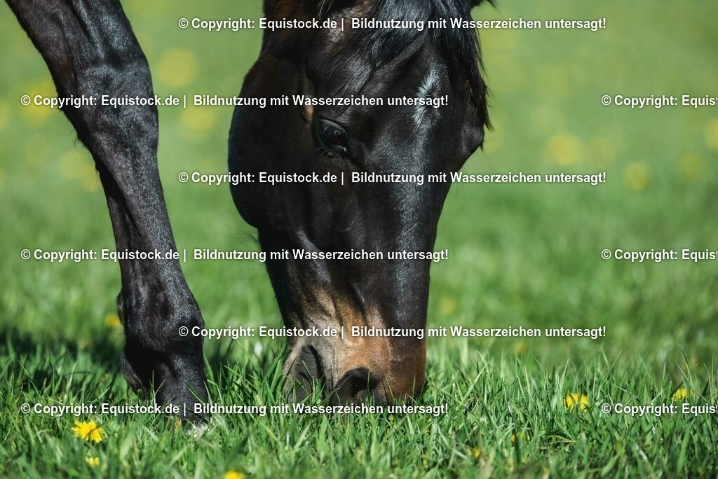 20210426_Pferd-auf-Koppel_0091 | equistock